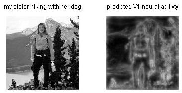 Simulation of early visual responses to a picture.