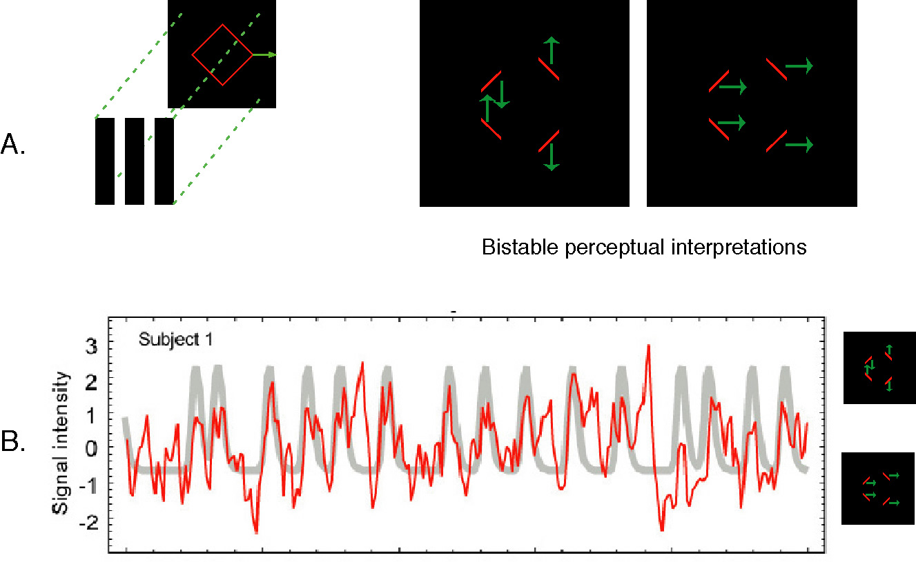 visual neurons